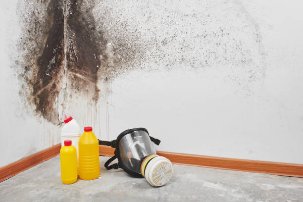 Professional Mold Removal in Kent, WA
