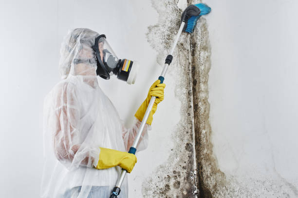 Best Crawl Space Mold Removal  in Kent, WA