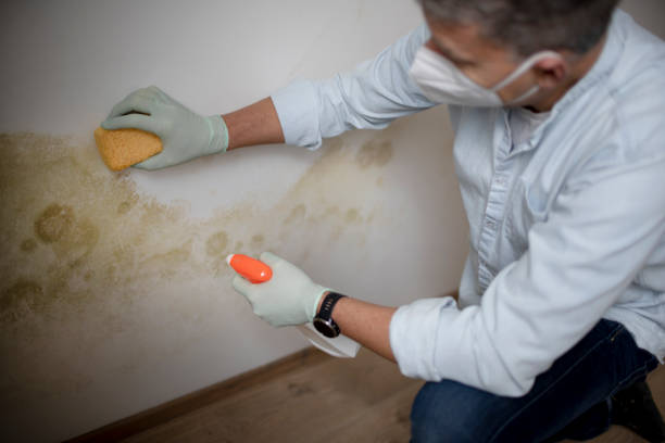 Mold Removal and Inspection in Kent, WA