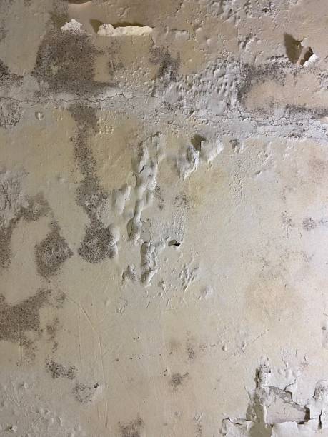 Professional Mold Removal in Kent, WA