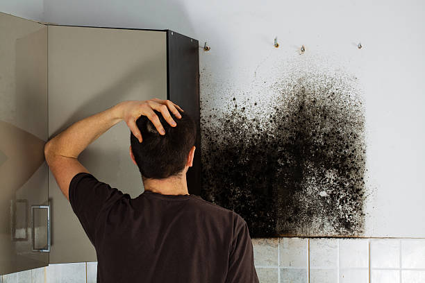 Best Mold Removal and Inspection  in Kent, WA