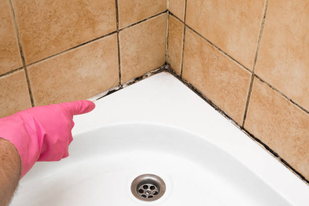 Best Emergency Mold Removal  in Kent, WA